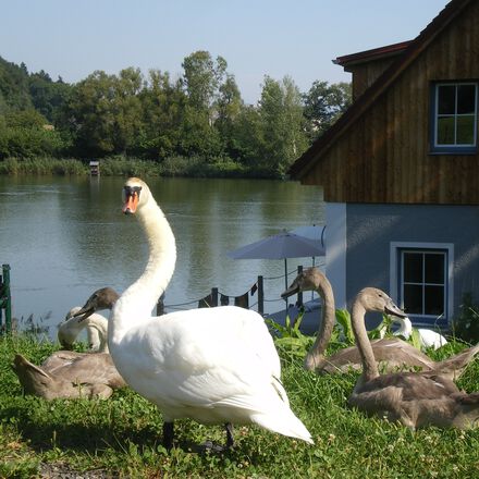 FeWo am See Schwäne