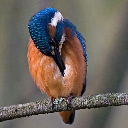 Eisvogel beim Hausboot